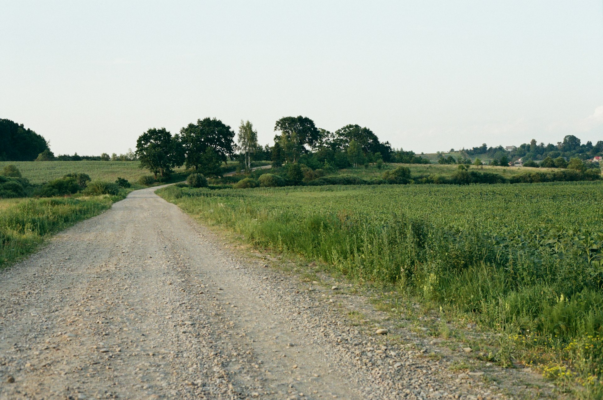 a gravel road with a field in the background